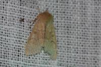 Orthosia miniosa