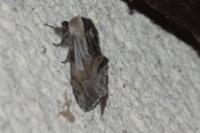 Harpyia milhauseri
