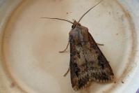 Agrotis ipsilon