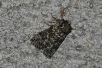 Polyploca ridens