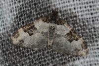 Xanthorhoe fluctuata
