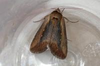 Epimecia ustula