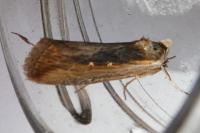 Epimecia ustula