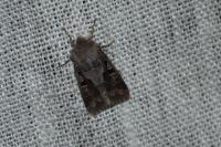 Orthosia gothica