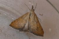 Hyperlais siccalis
