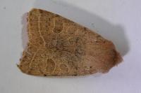 Orthosia cerasi