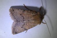 Spudaea ruticilla