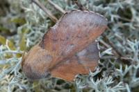 Phyllodesma tremulifolia