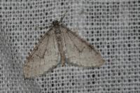 Trichopteryx carpinata