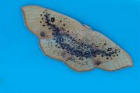 Cyclophora lennigiaria