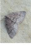 Aleucis distinctata