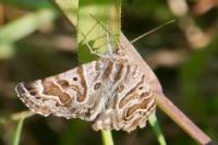 Euclidia mi