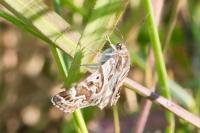 Euclidia mi