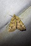 Chloroclysta siterata