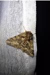 Lycia hirtaria