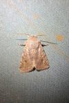 Orthosia incerta