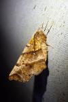 Selenia dentaria