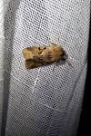 Orthosia gothica