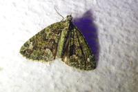 Chloroclysta siterata
