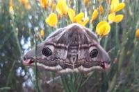 Saturnia pavonia