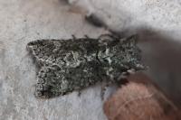 Polyploca ridens
