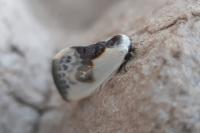 Cilix glaucata