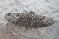 Eupithecia abbreviata/dodoneata