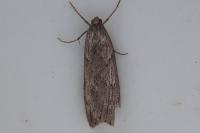 Pachycnemia hippocastanaria hippocastanaria