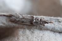 Zophodia grossulariella