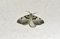 Anticlea derivata