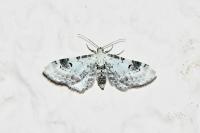 Eupithecia centaureata