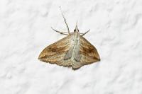 Evergestis forficalis