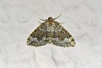 Lampropteryx suffumata