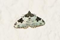 Xanthorhoe fluctuata