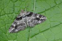 Cleora cinctaria