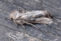 Egira conspicillaris