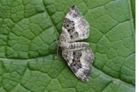Epirrhoe alternata