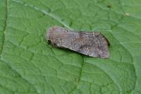 Orthosia incerta