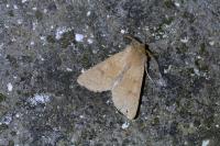 Orthosia miniosa