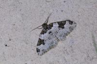 Xanthorhoe fluctuata