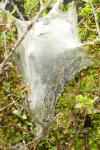 Eriogaster lanestris
