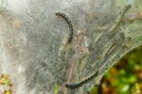 Eriogaster lanestris
