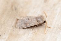 Orthosia gracilis