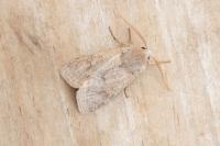 Orthosia gracilis