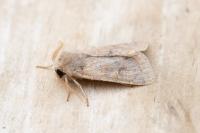 Orthosia gracilis