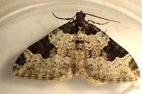 Xanthorhoe fluctuata