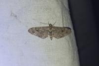 Eupithecia lanceata