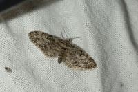 Eupithecia tantillaria