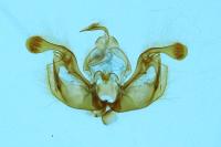 Mythimna sicula