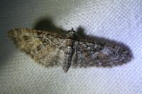 Eupithecia abbreviata